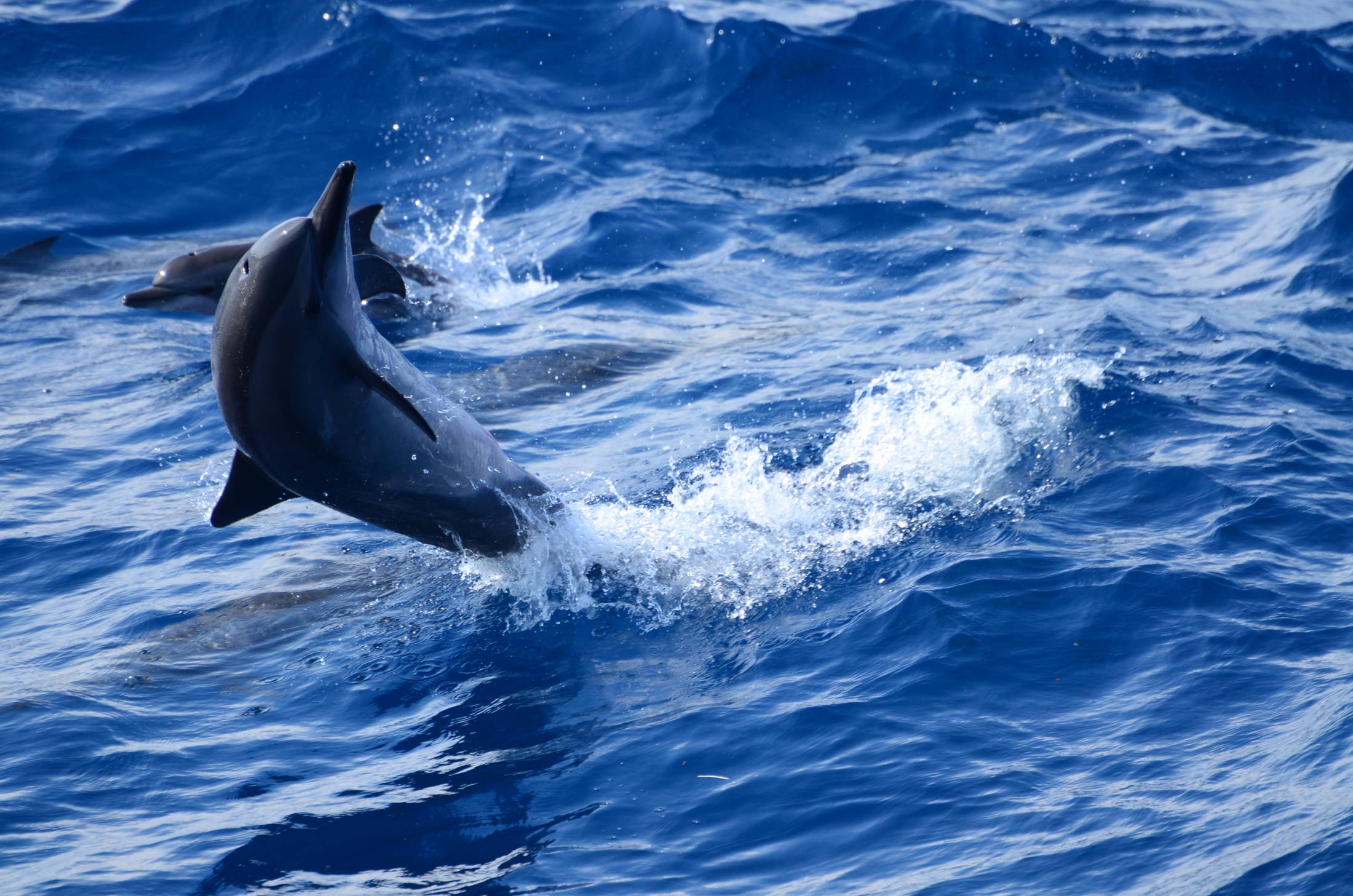 友善探訪在太平洋深度尋鯨│煙波花蓮館
